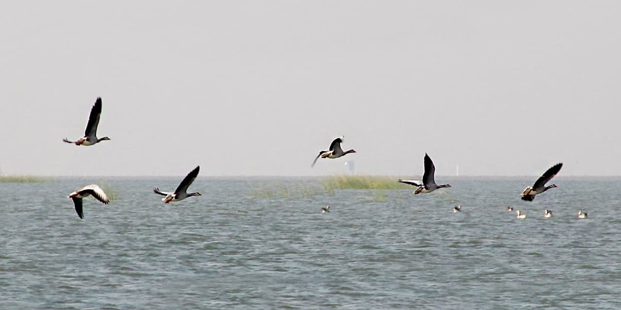Bar-headed Goose flock in flight