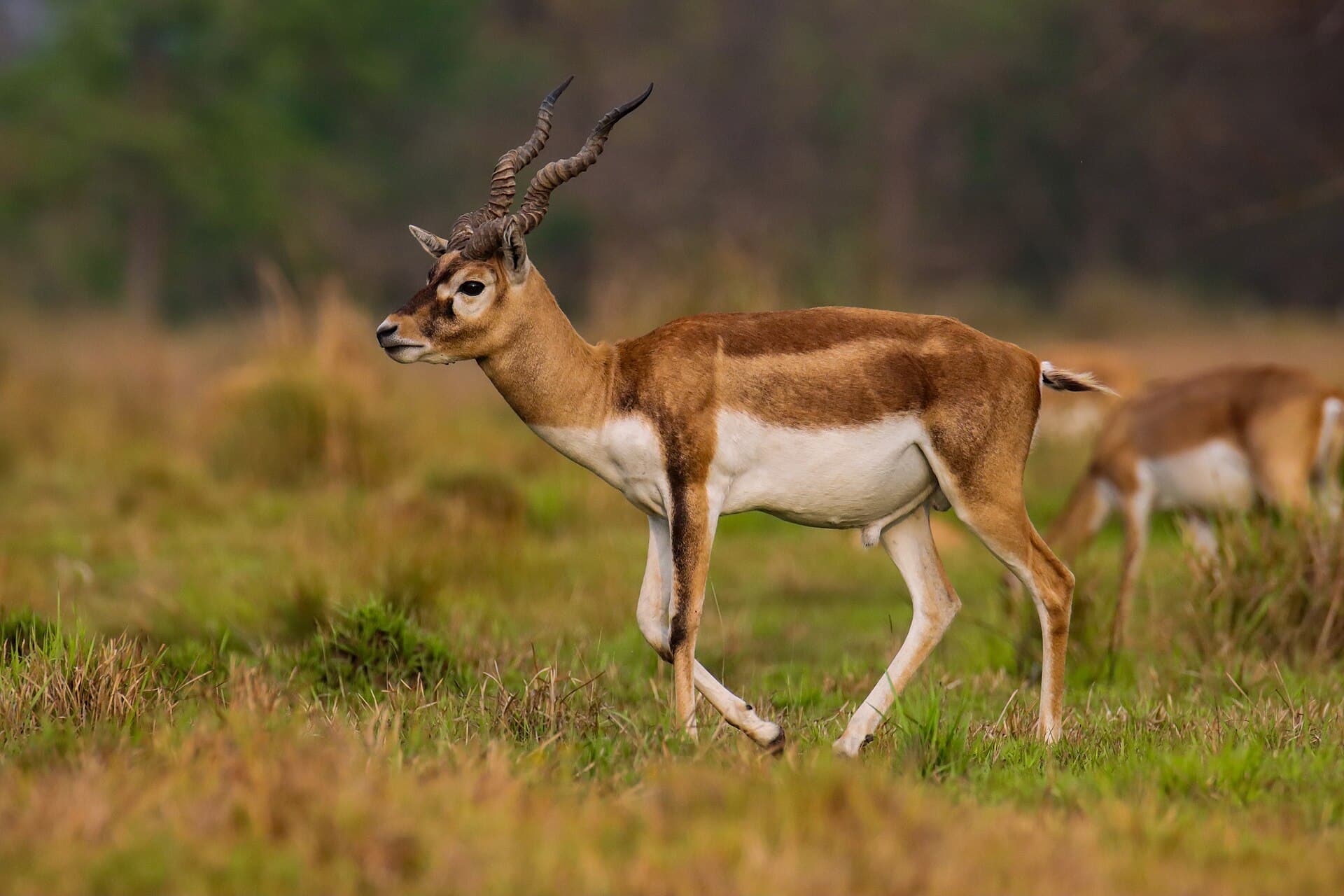 Blackbuck, Bardiya Blackbuck Conservation Area