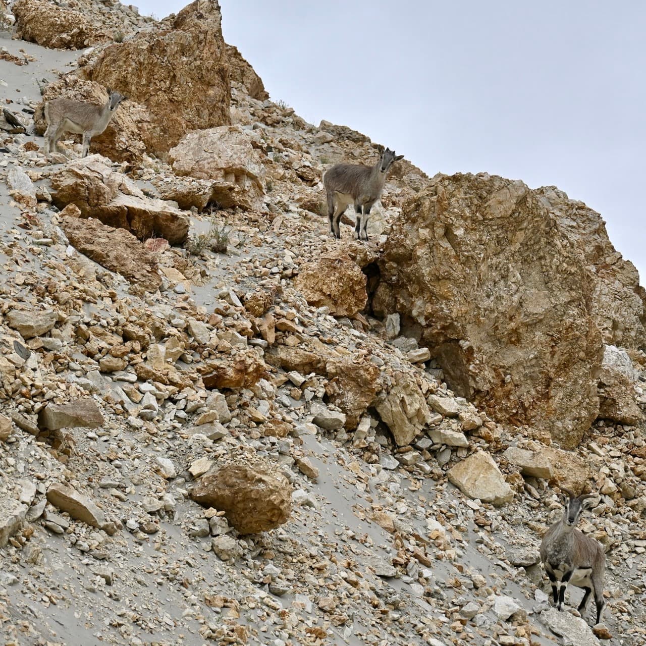 Blue sheep / bharal (Pseudois nayaur)