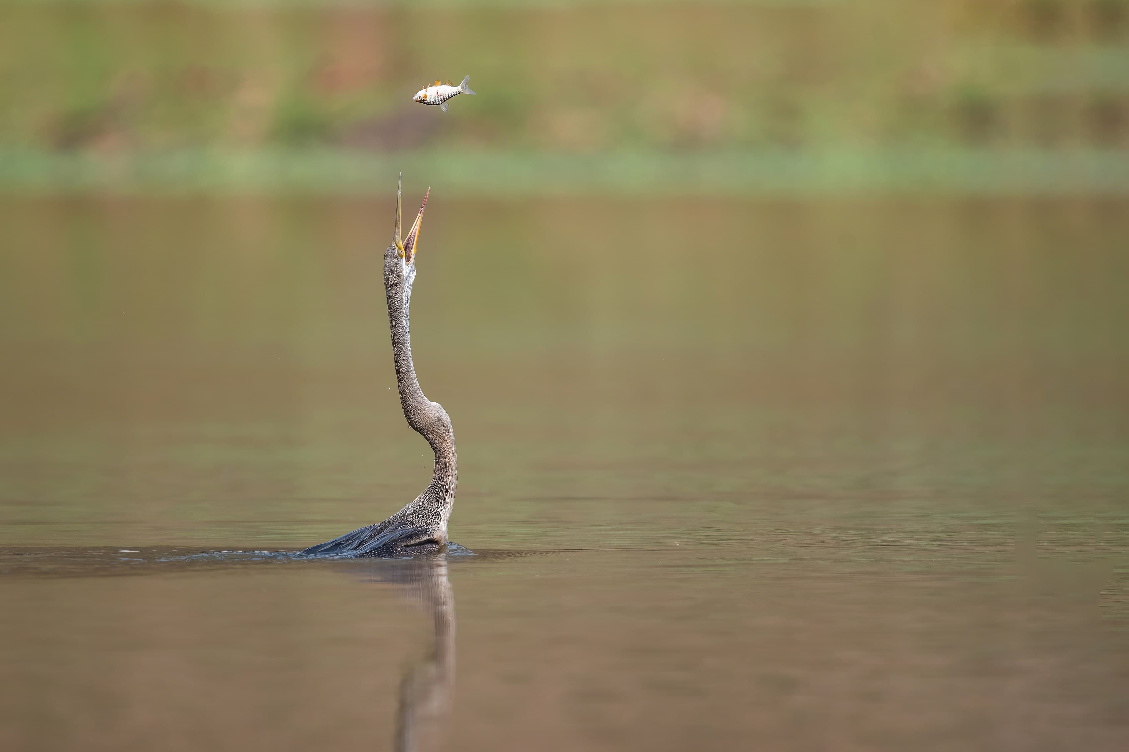 An Oriental darter with a fish