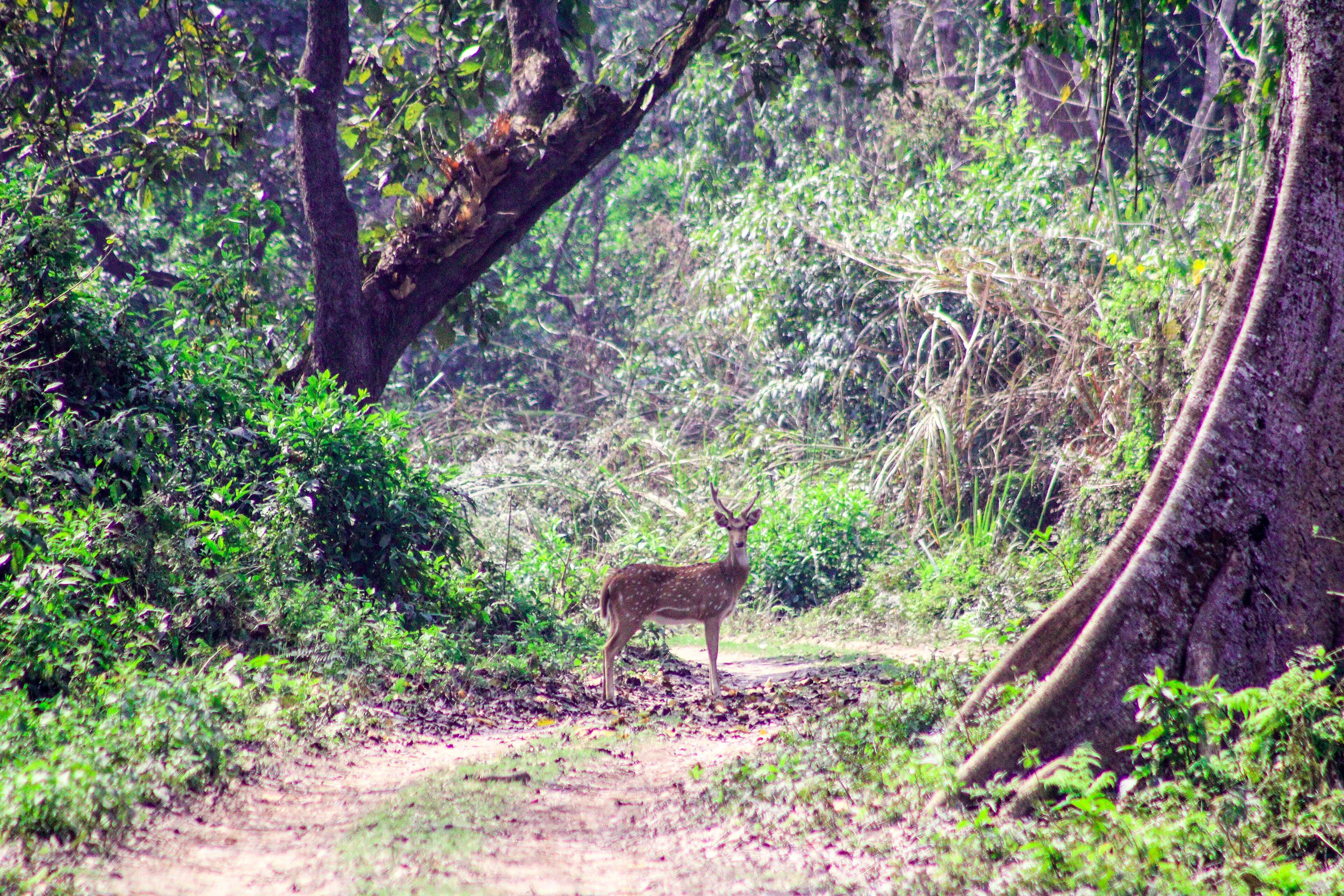 Chital (Spotted deer) at Chitwan National Park