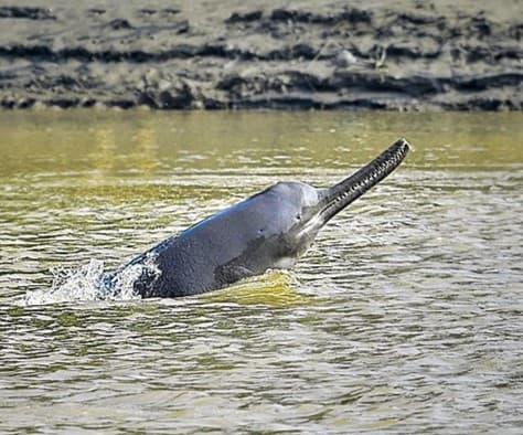 A Ganges river dolphin surfacing