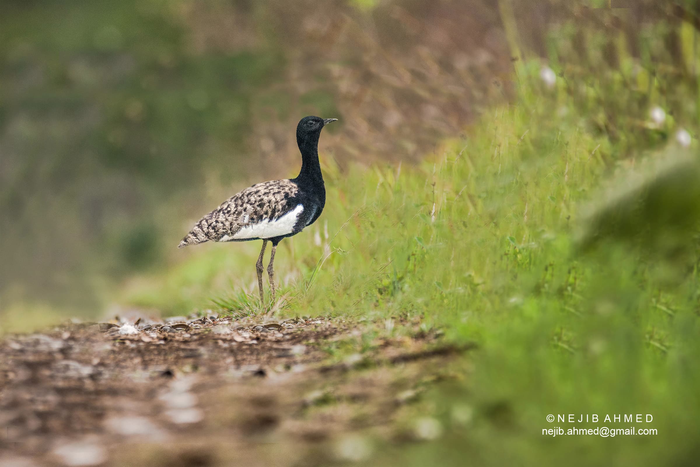 Bengal Florican (Houbaropsis bengalensis)