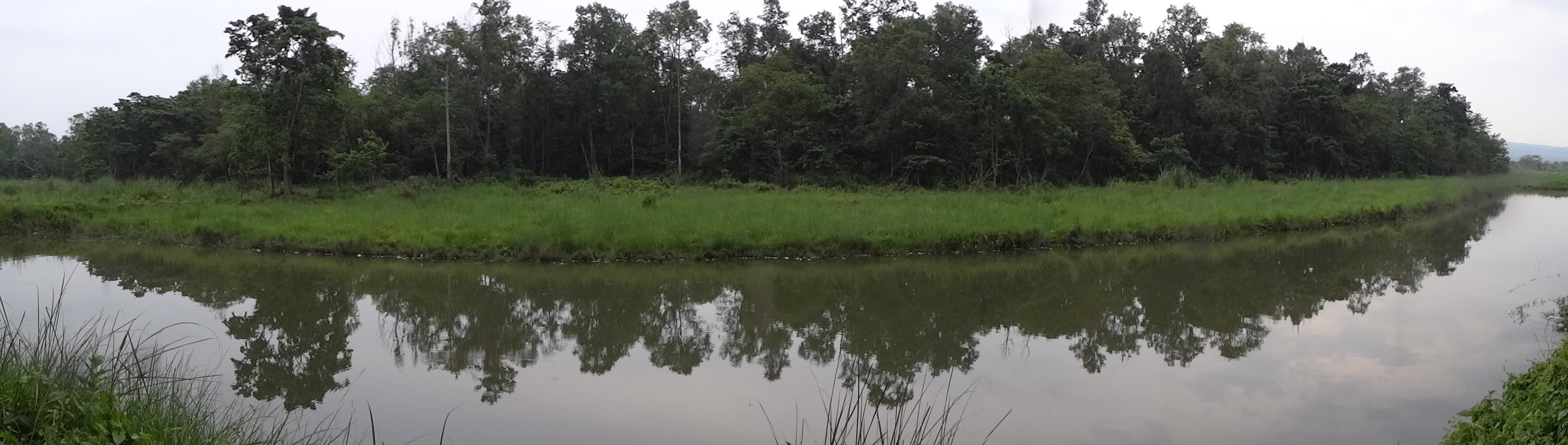 A Forest behind a Pond in Chitwan National Park