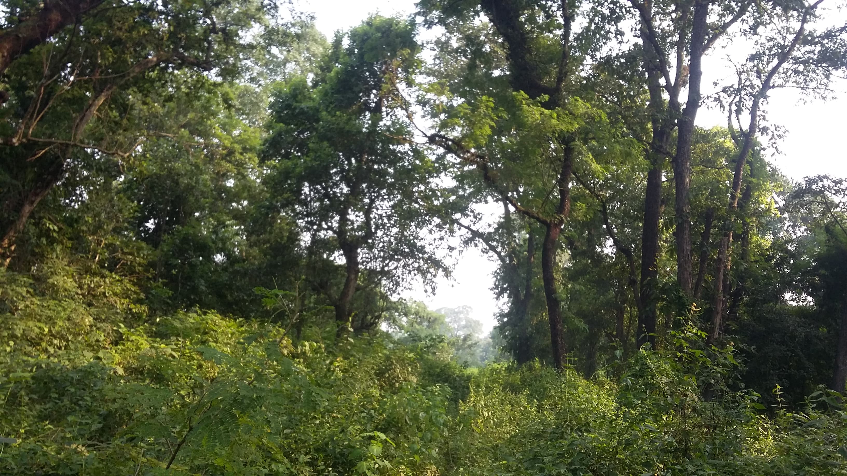 Chitwan National Park Forest