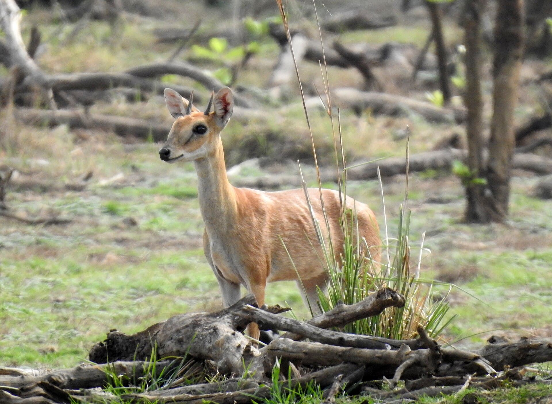 A four-horned antelope
