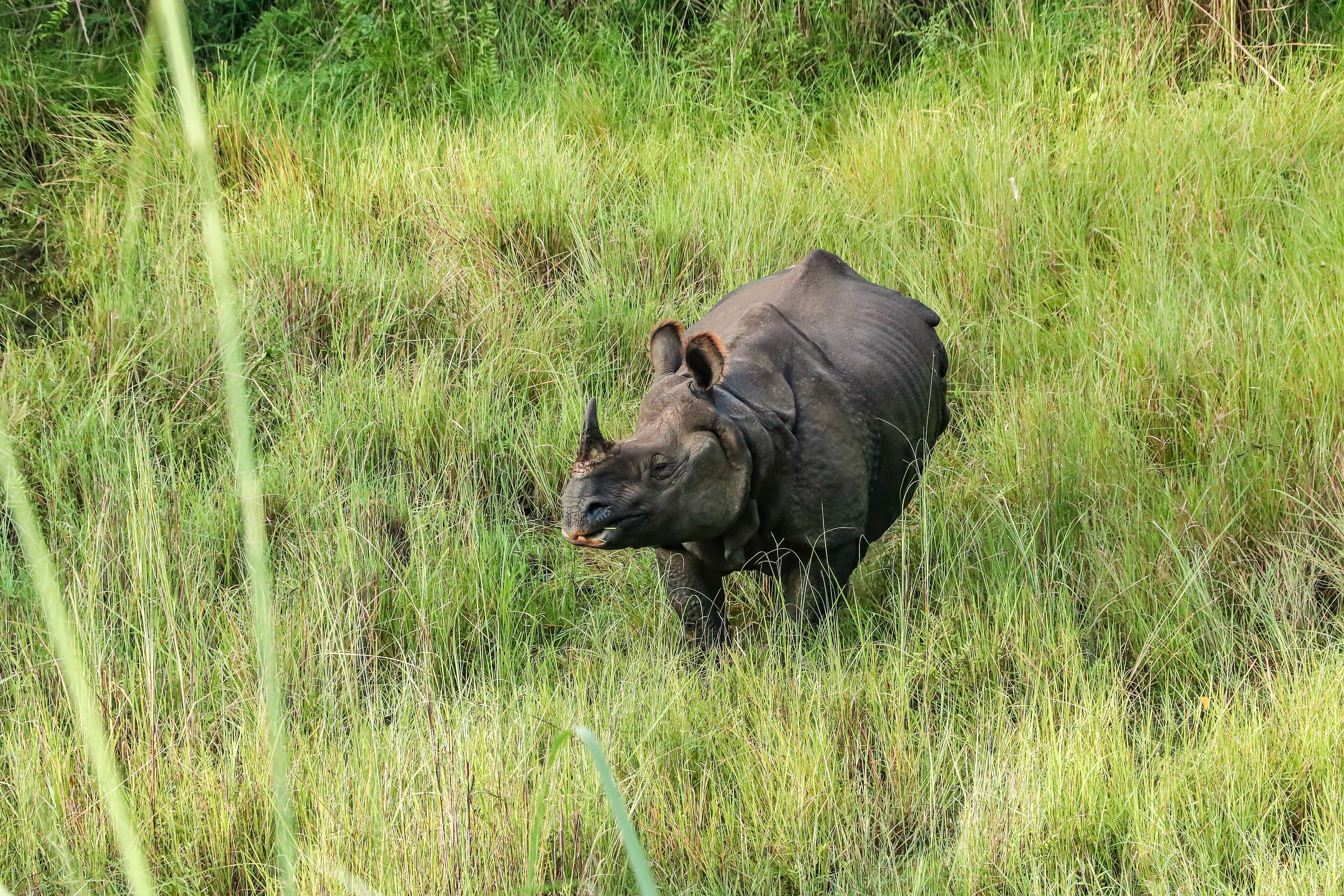 Chitwan National Park — Chitwan