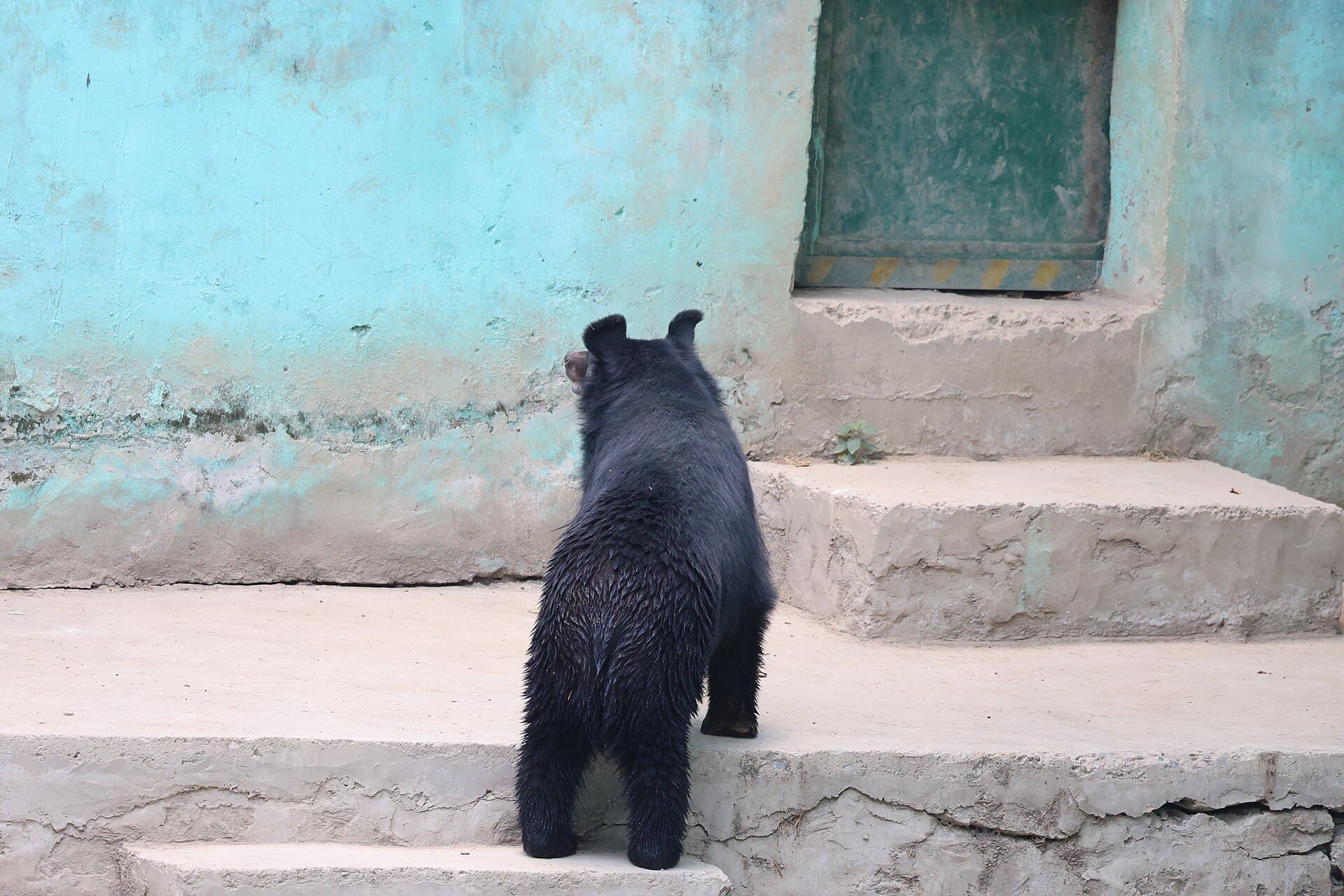 A Himalayan black bear