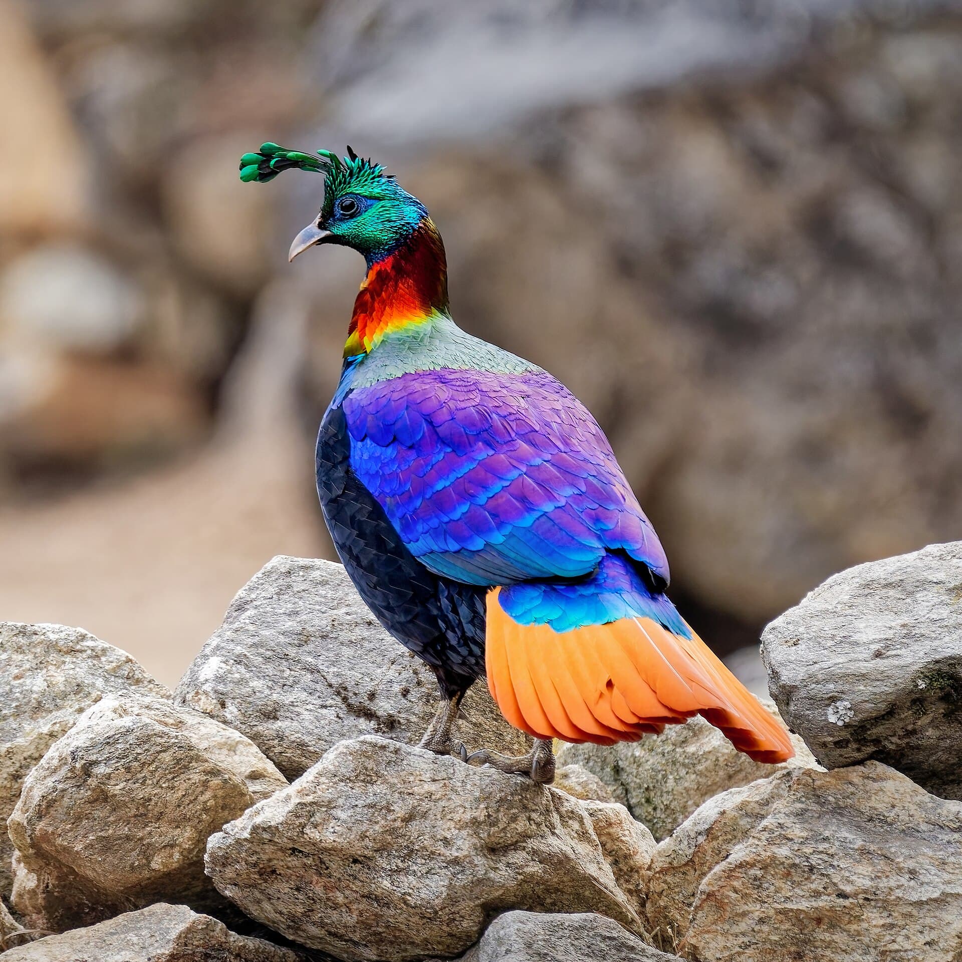 A colourful Himalayan pheasant
