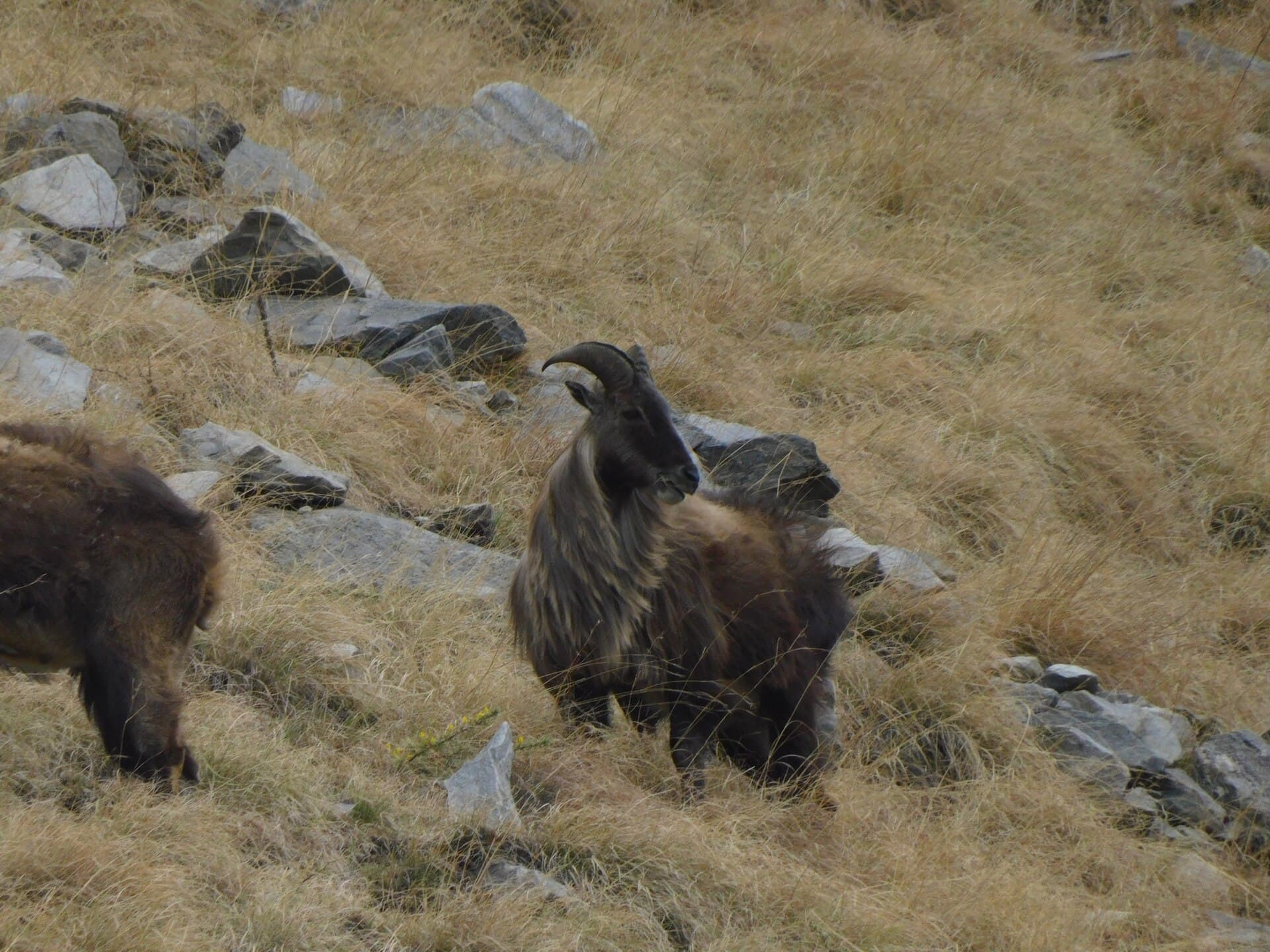 Himalayan tahr (Hemitragus jemlahicus)