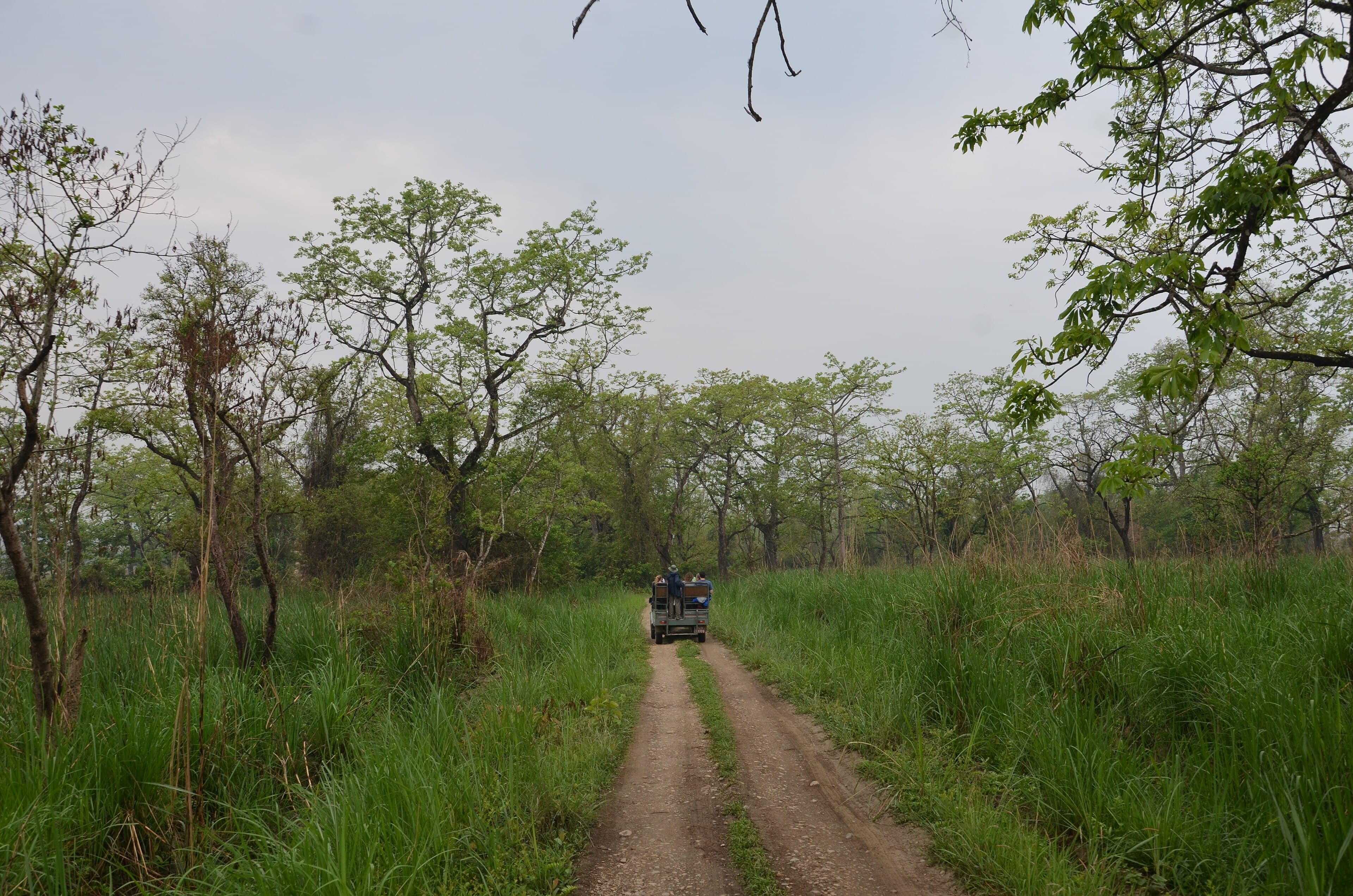 Jeep safari, Chitwan