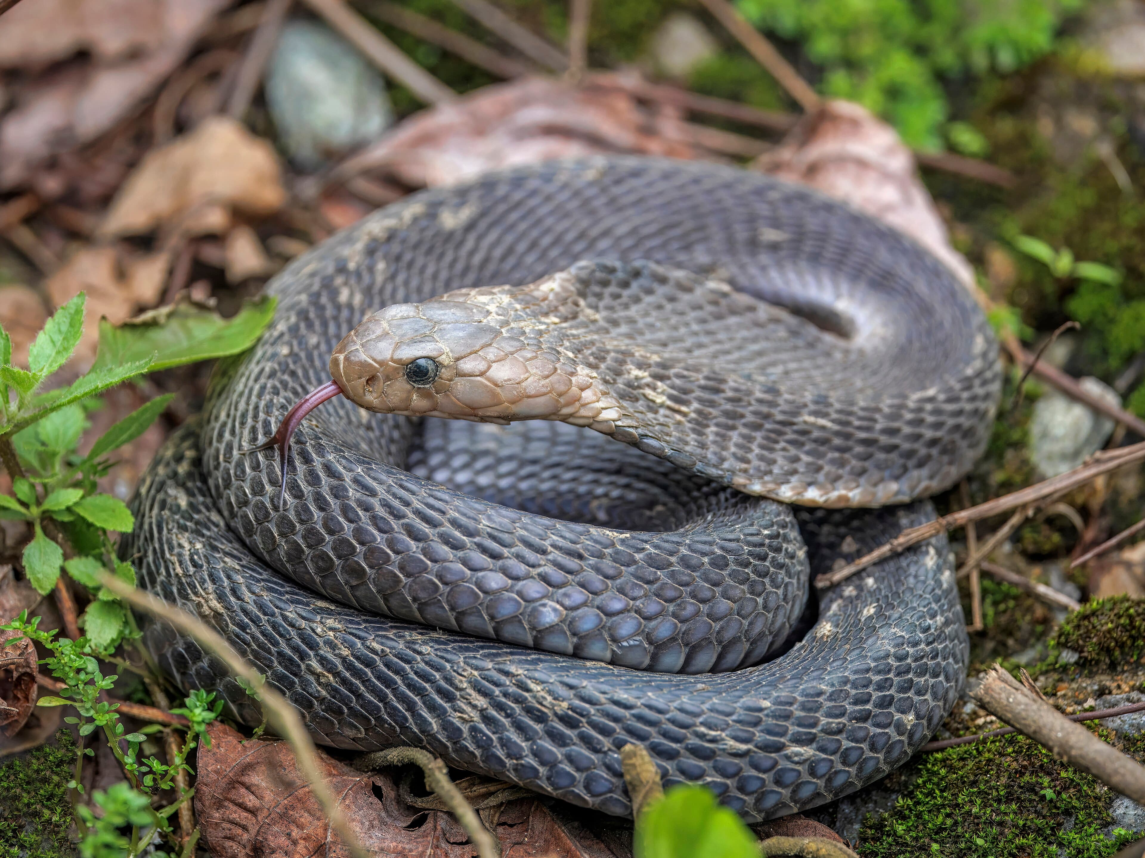 King cobra (Ophiophagus hannah)