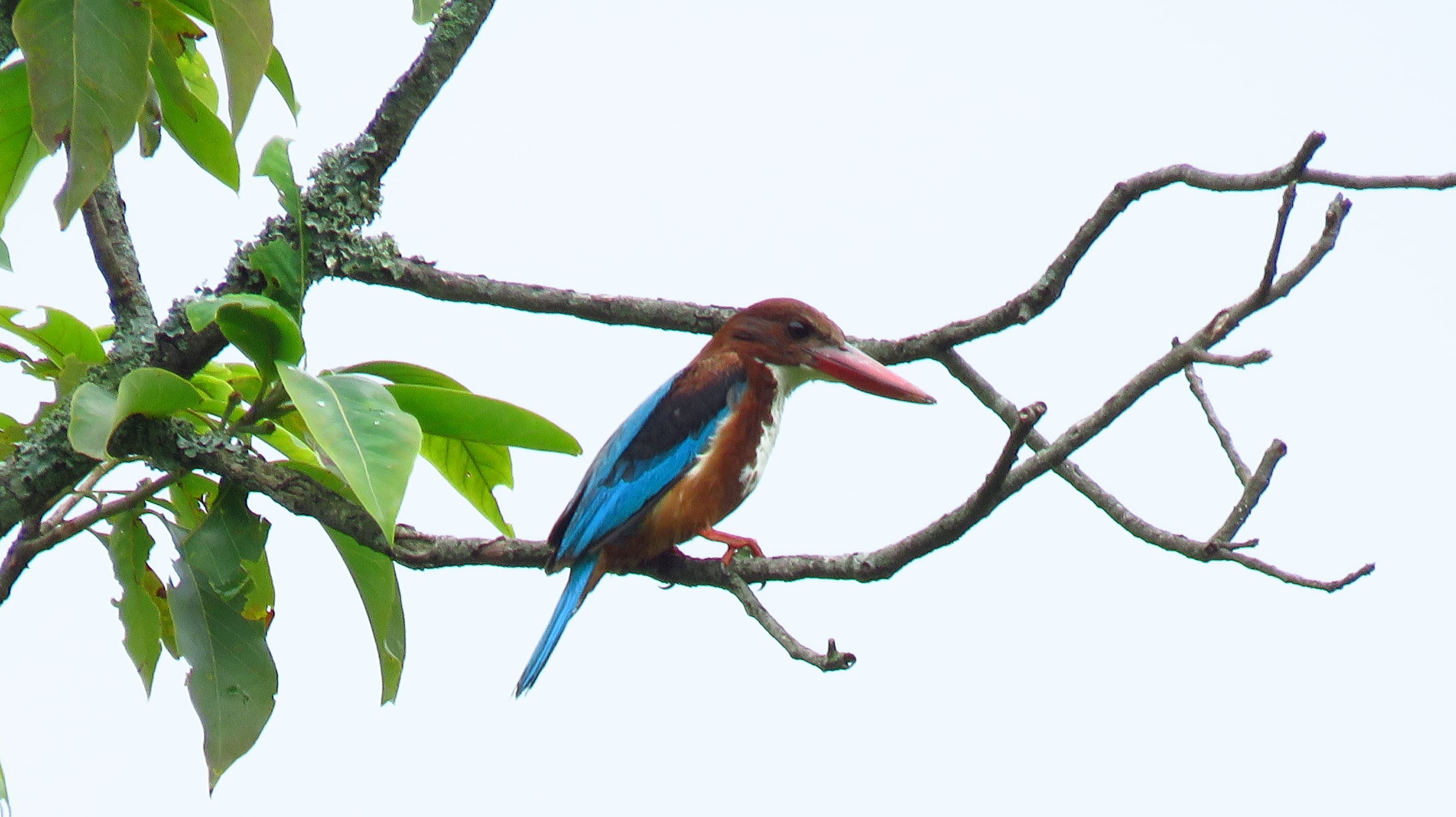 A white-throated kingfisher