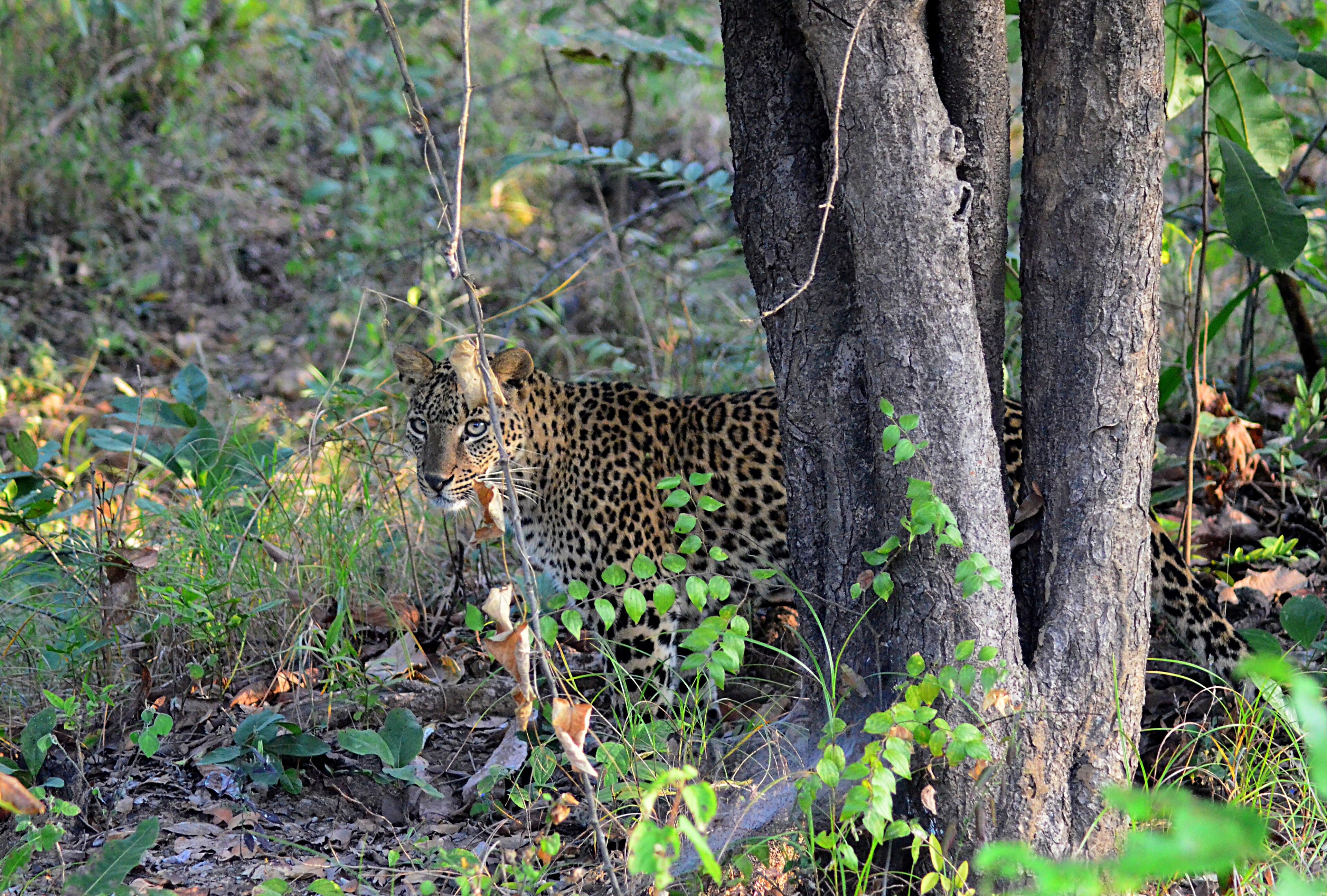 A leopard