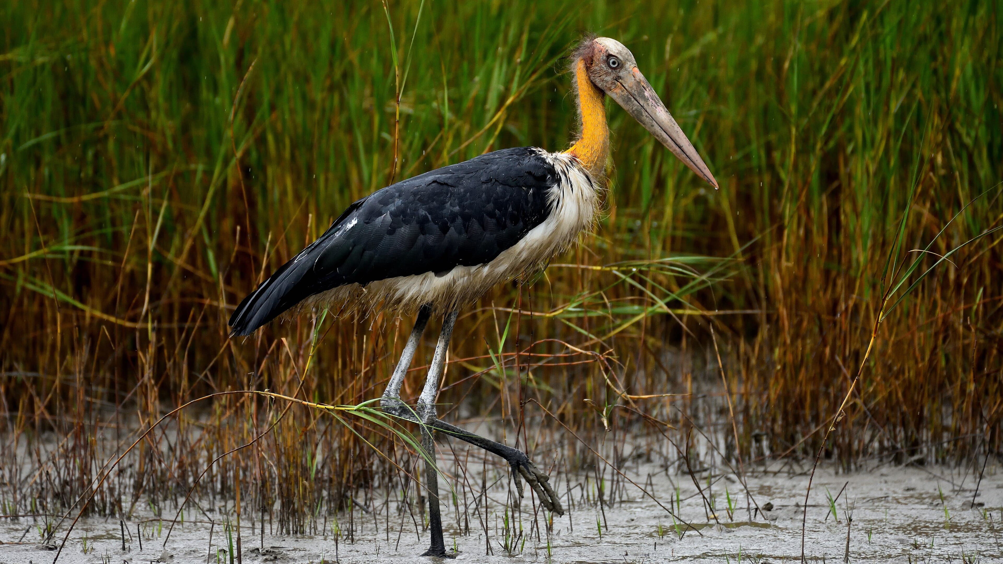 A lesser adjutant stork