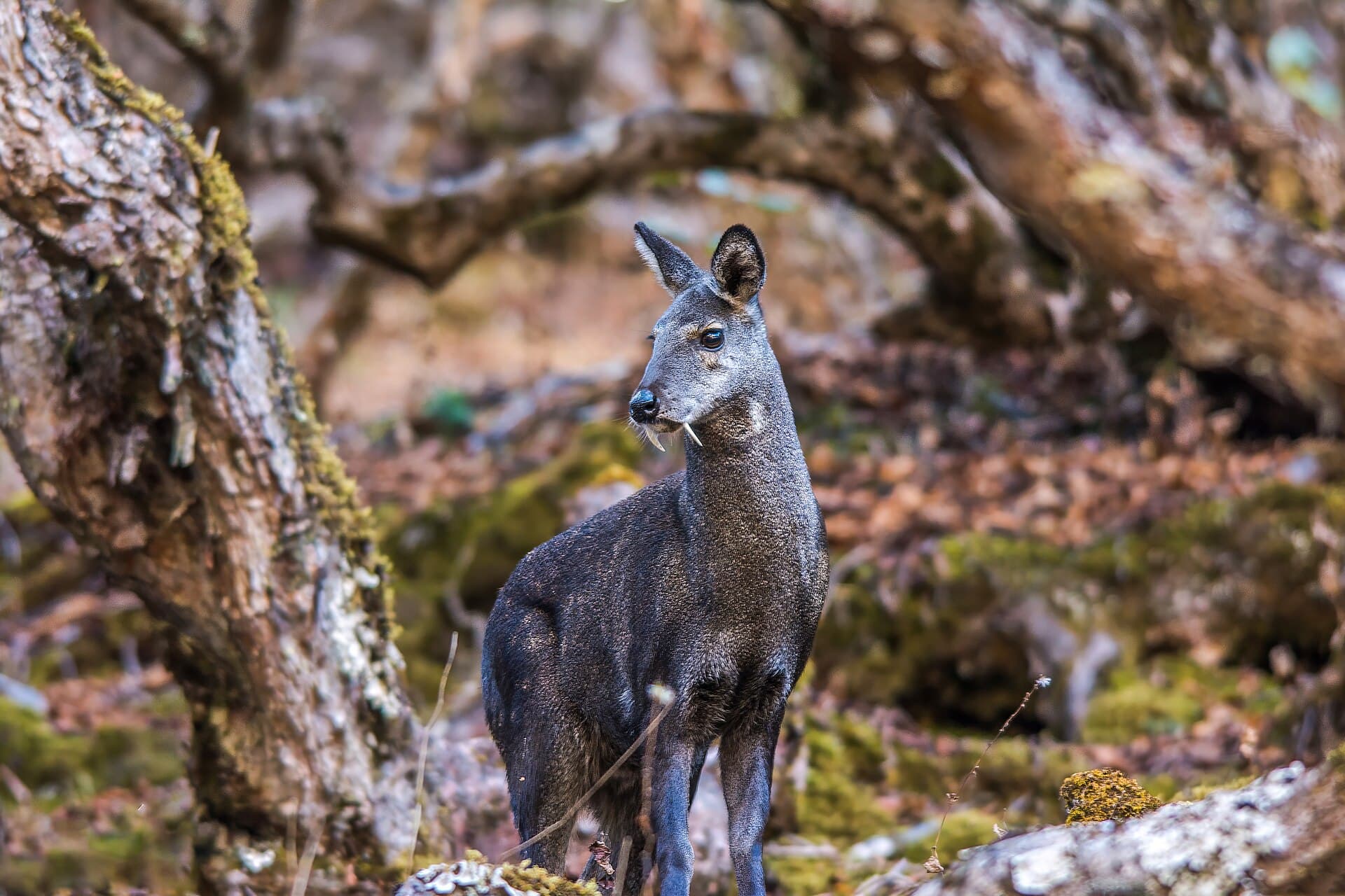 Himalayan musk deer
