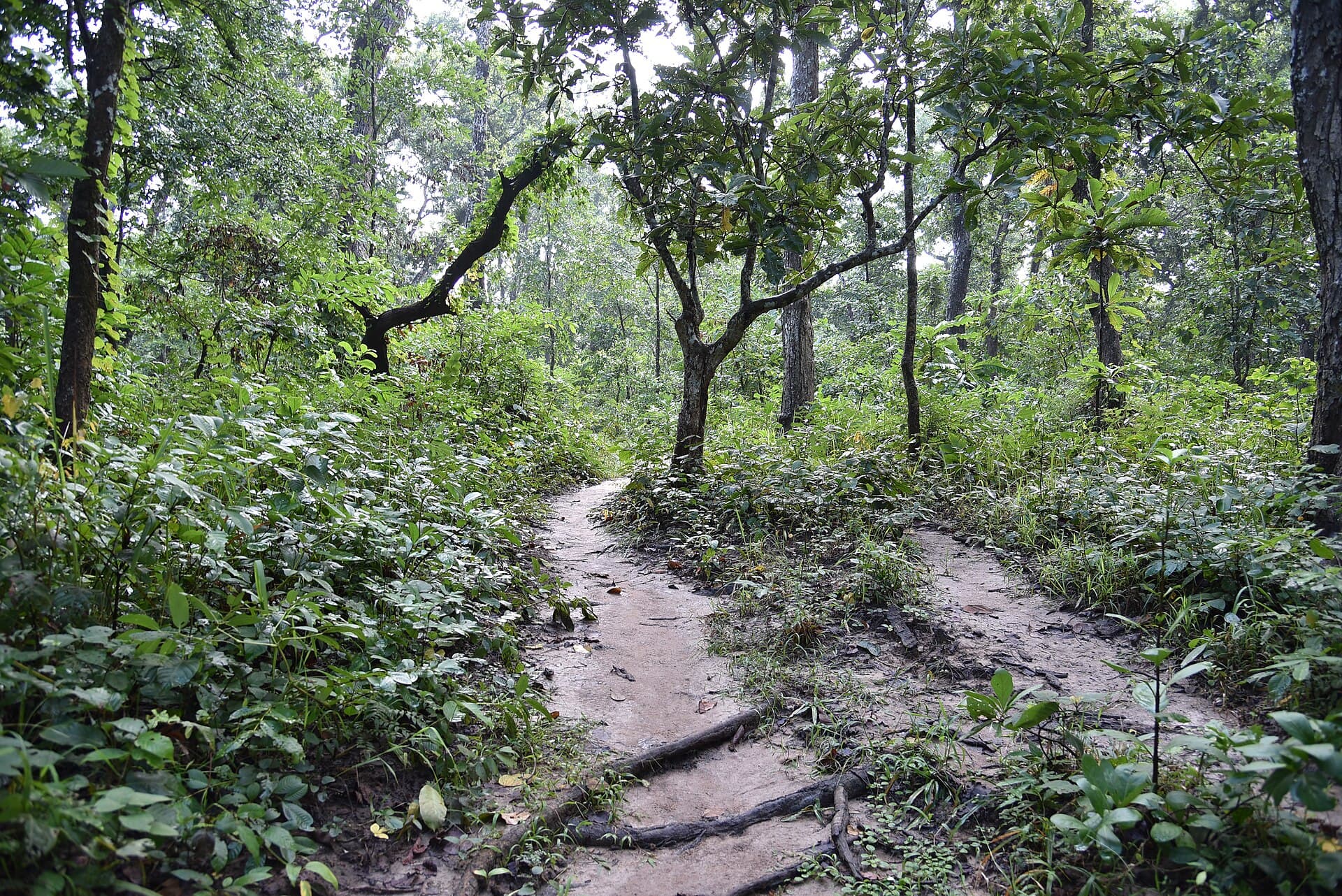 Jungle path after rain (Terai sal forest)