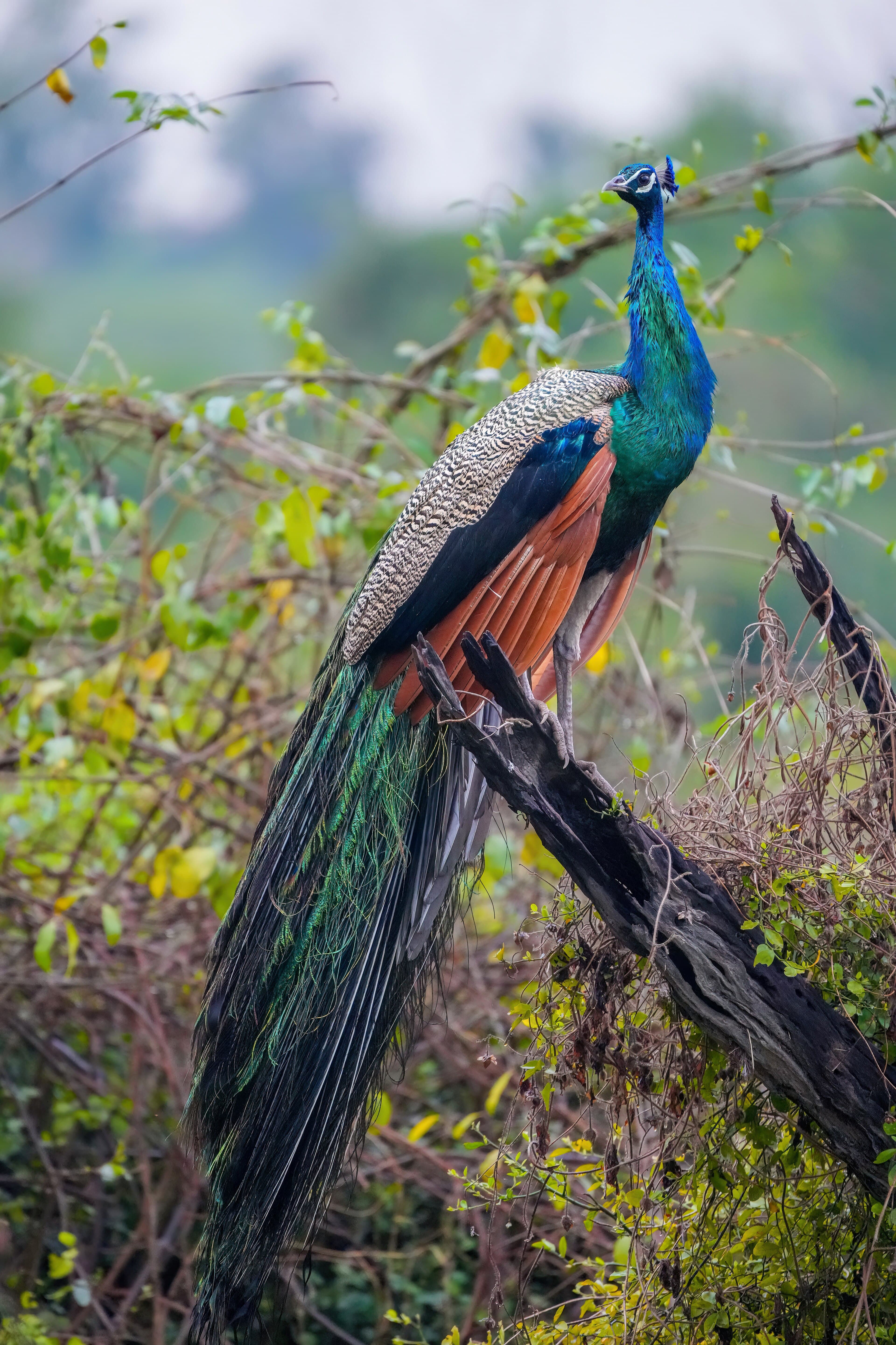 Indian peafowl in Keoladeo National Park