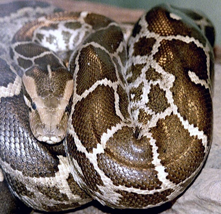 Indian rock python (Python molurus molurus)