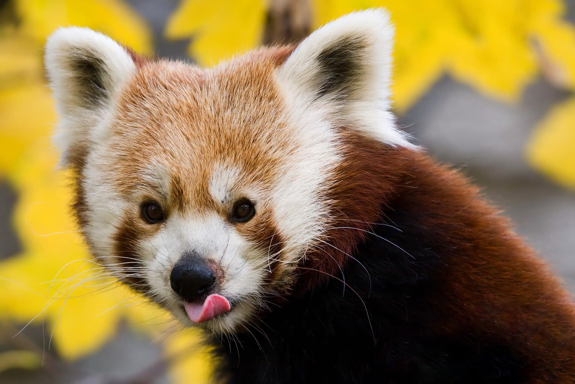 Red panda