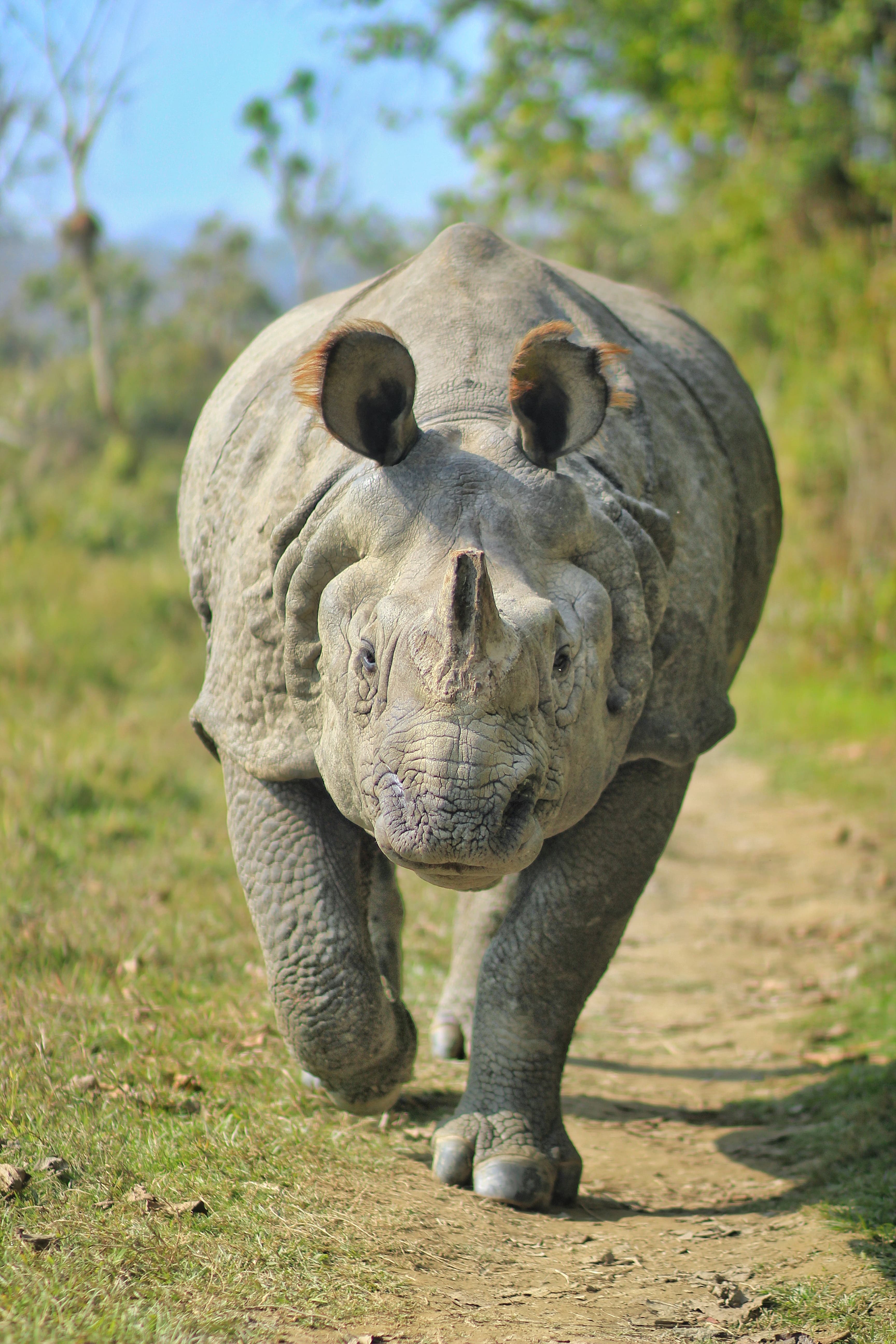 A one-horned rhinoceros, the emblem of Chitwan's conservation story