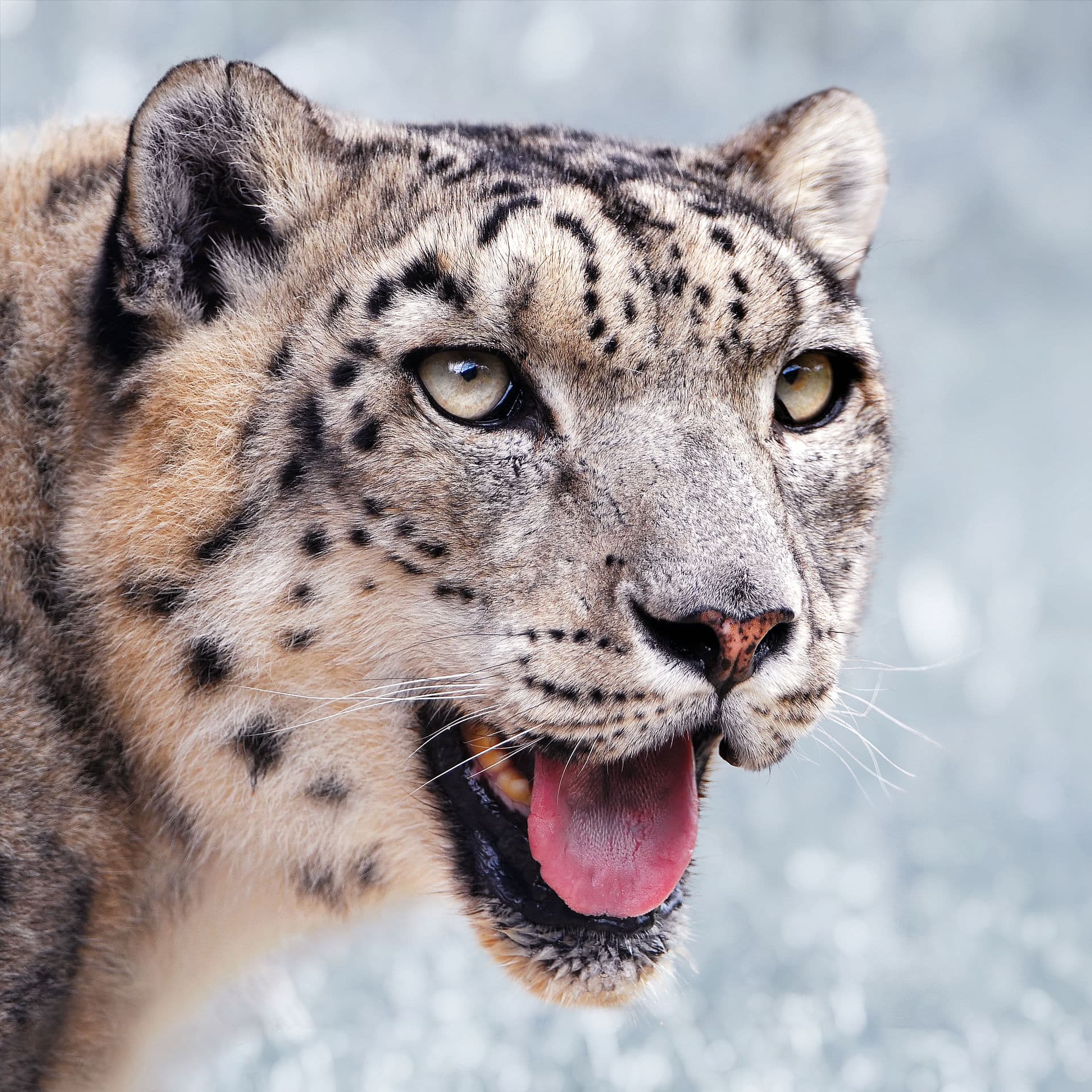 A snow leopard