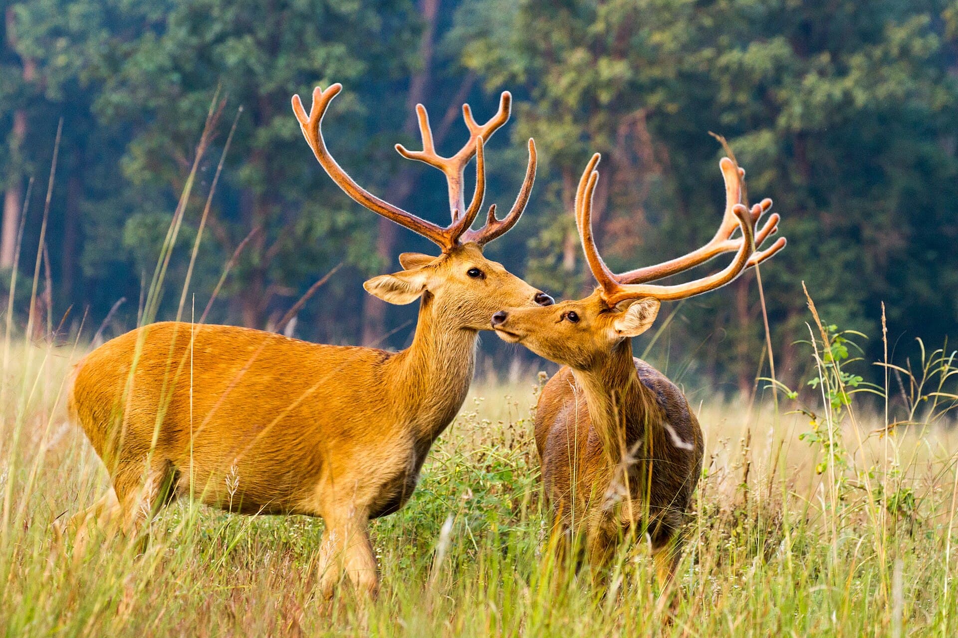 Swamp deer / barasingha