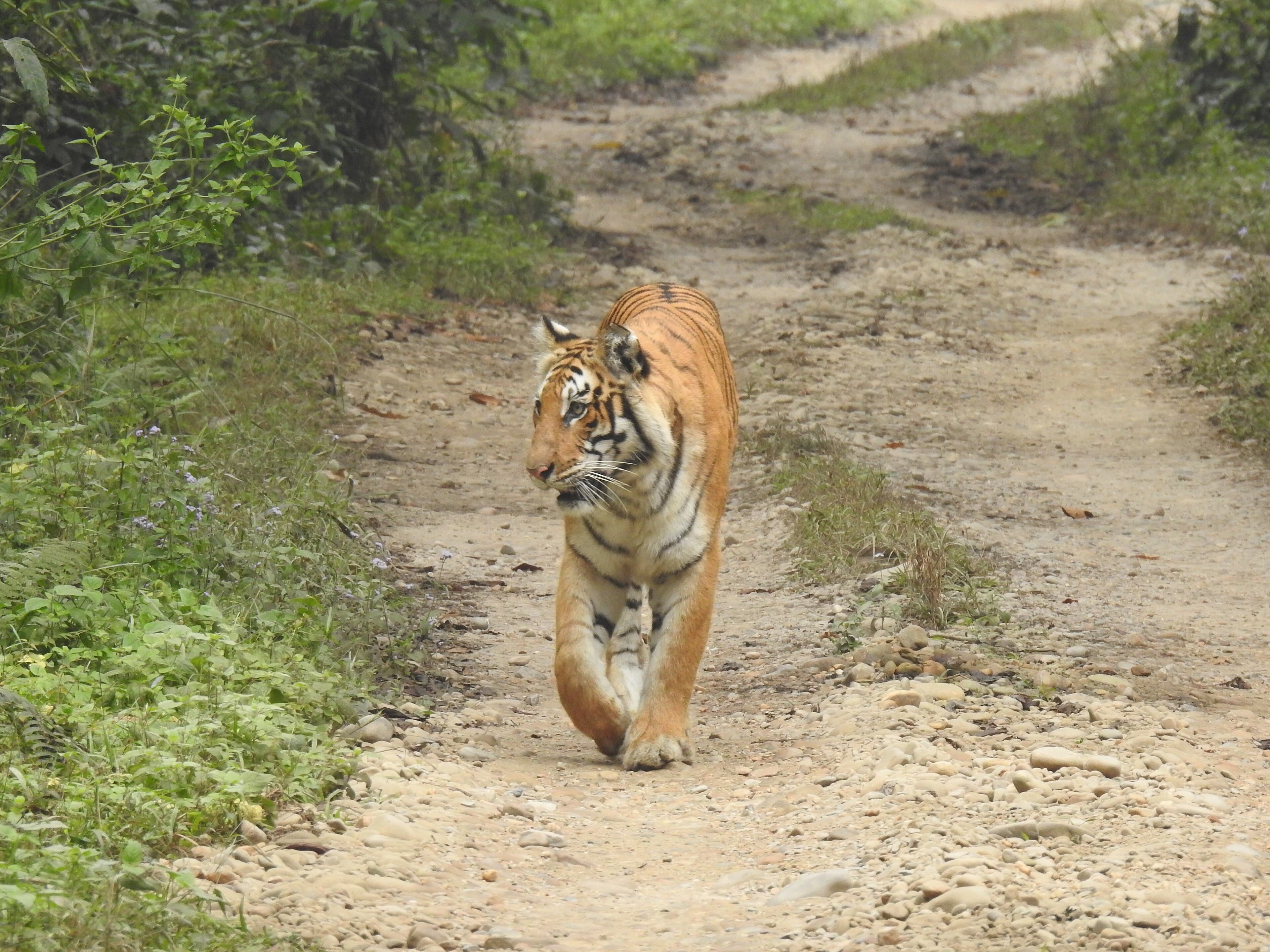 Tiger in Chitwan