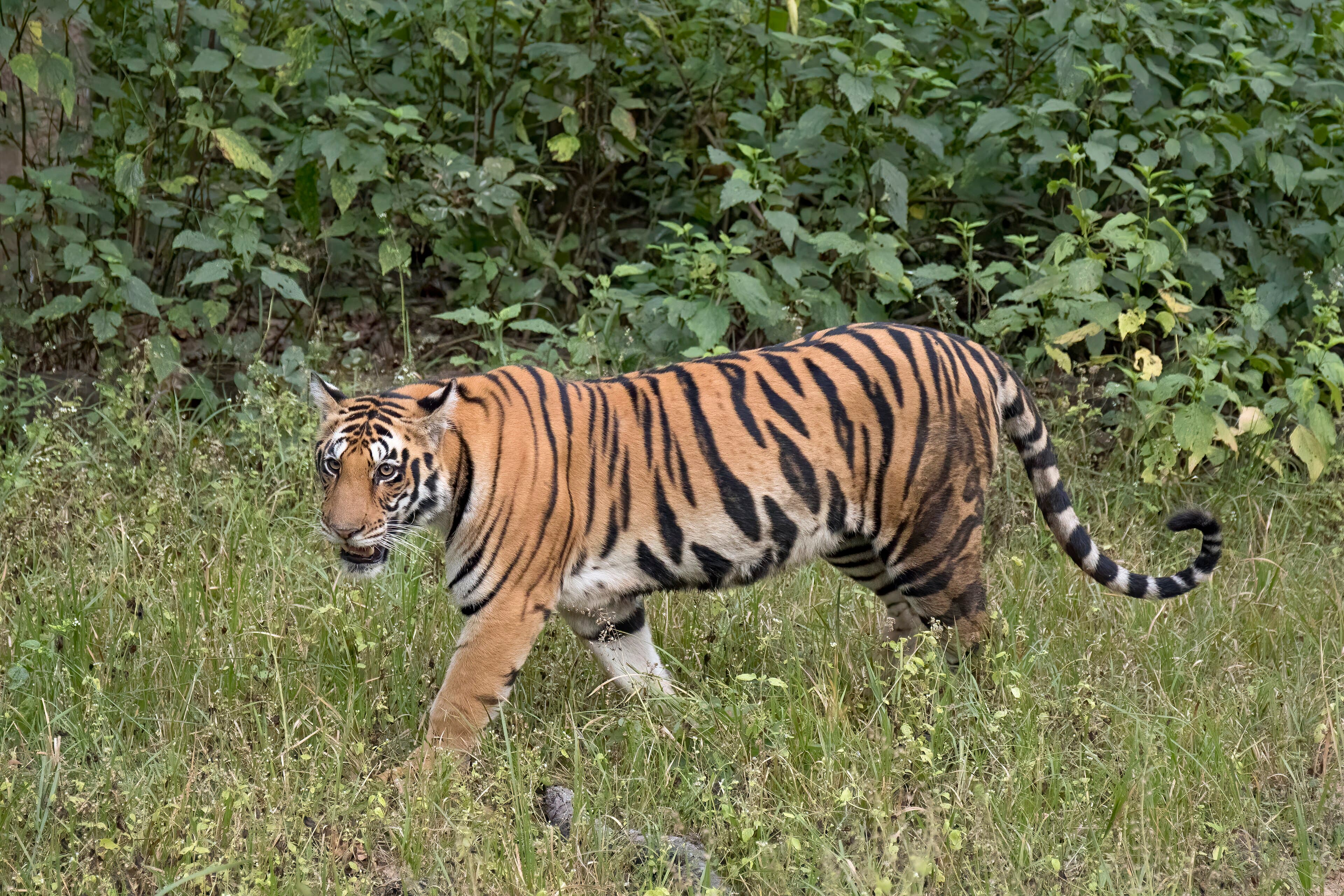 Bengal tiger (Panthera tigris tigris)